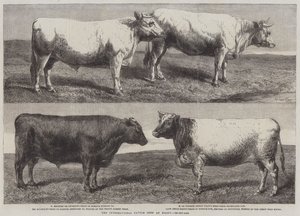 The International Cattle Show at Poissy